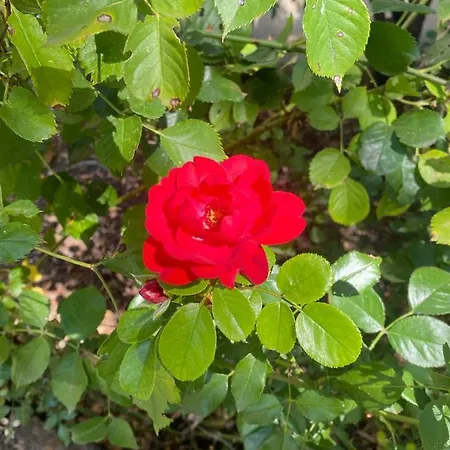 La Vecchia Stazione Ravenna